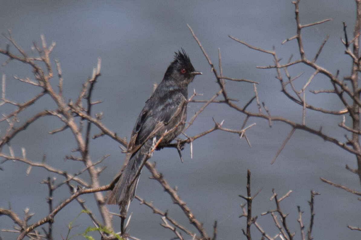 Image of Phainopepla Baird & SF 1858