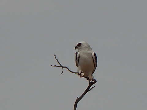 Image of Letter-winged Kite