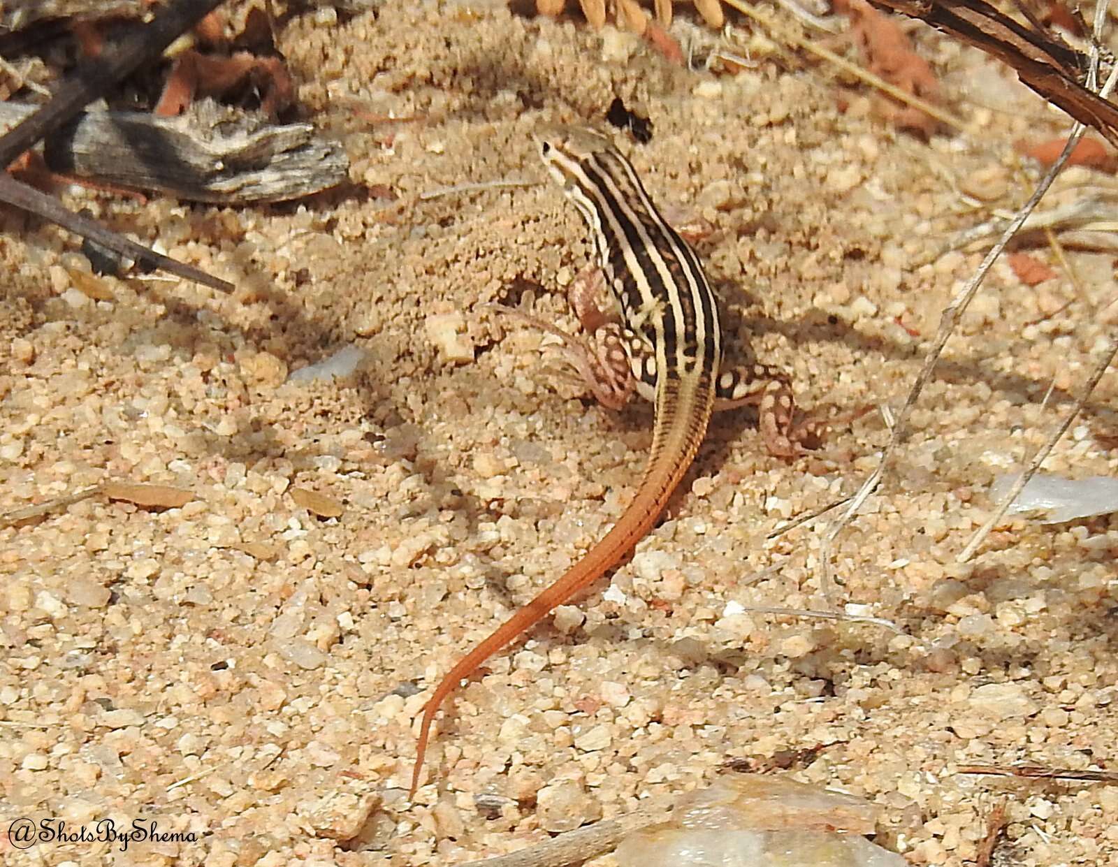 Image of Heliobolus spekii (Günther 1872)