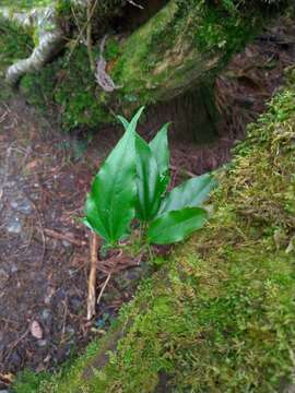 Image of Dendropanax dentiger (Harms) Merr.