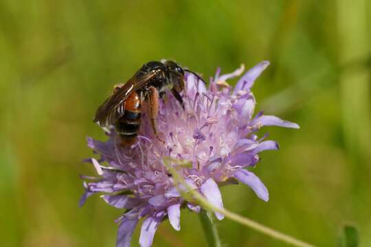 Image of Andrena hattorfiana (Fabricius 1775)