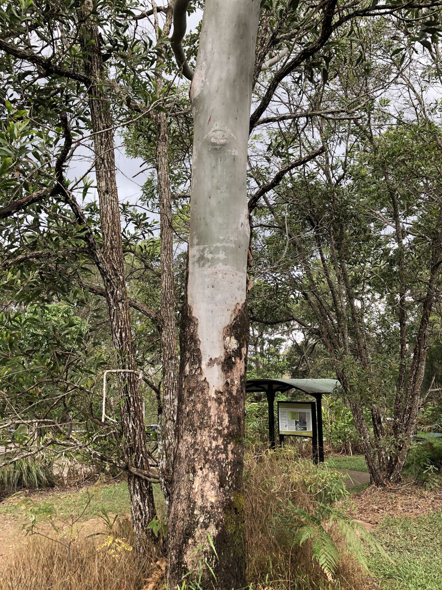 Image de Corymbia torelliana (F. Müll.) K. D. Hill & L. A. S. Johnson