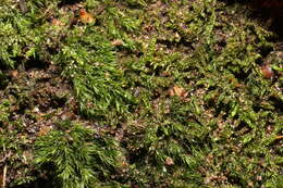 Image of Silky Forklet Moss