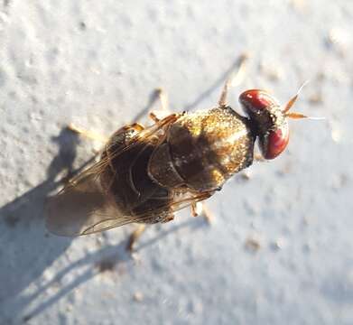 Image of Cardopomyia