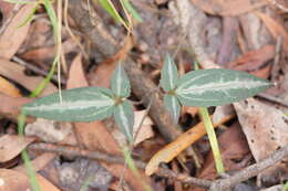 Слика од <i>Clematis aristata</i>