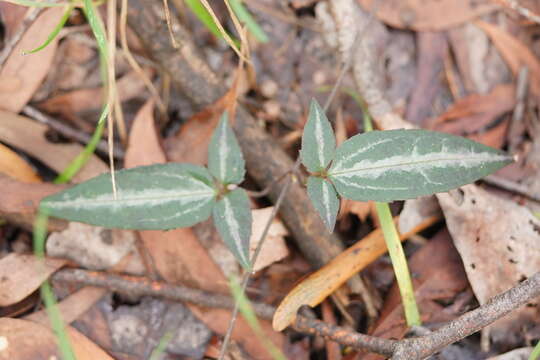 Imagem de <i>Clematis aristata</i>