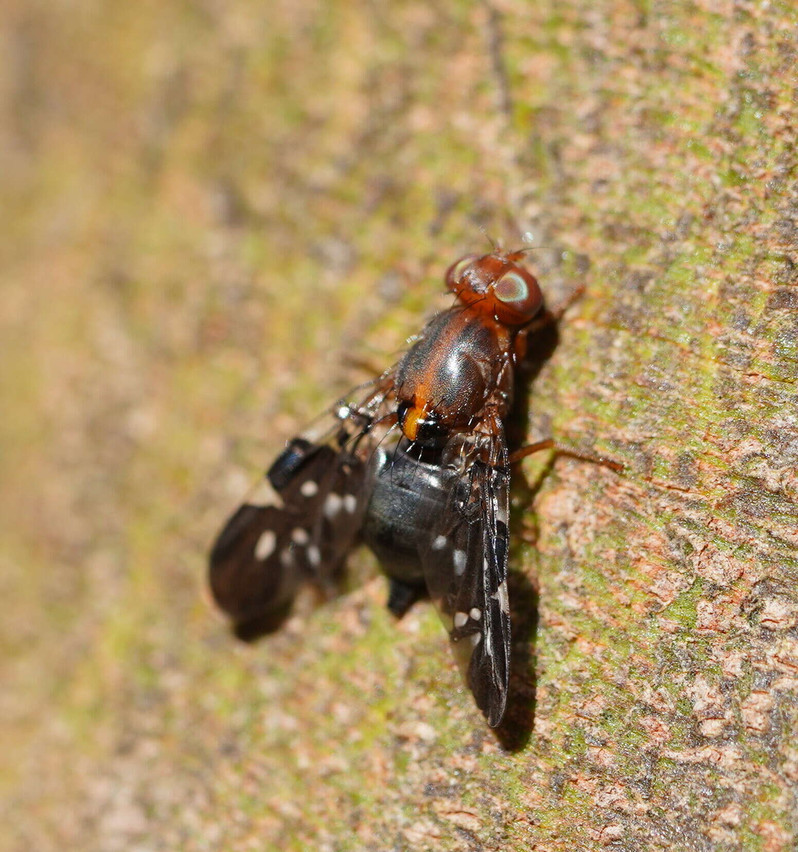 Image of Acanthonevroides basalis (Walker 1853)