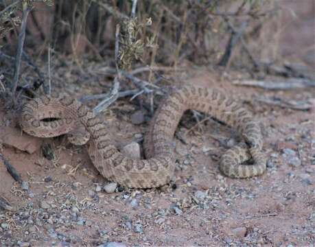 Imagem de Crotalus oreganus concolor Woodbury 1929