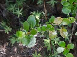 Image of Coprosma neglecta Cheeseman