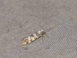 Image of Argyresthia brockeella Hübner 1805