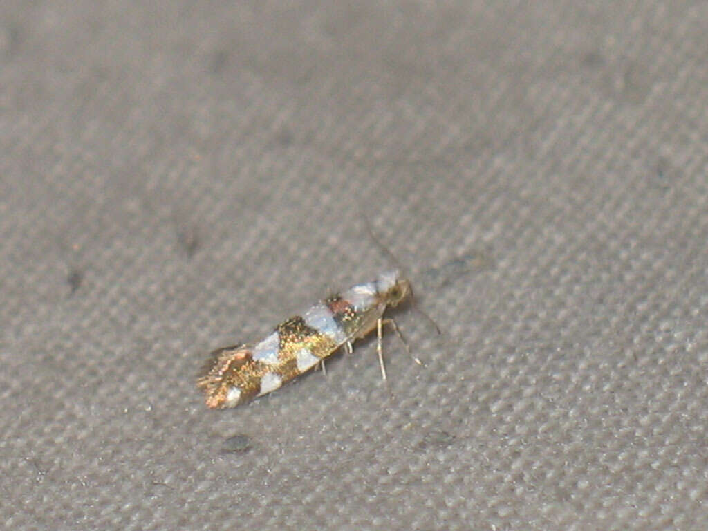 Image of Argyresthia brockeella Hübner 1805