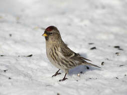 Image of Common Redpoll