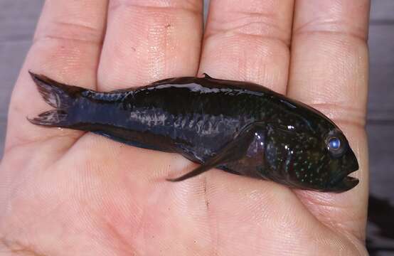 Image of Lophogobius