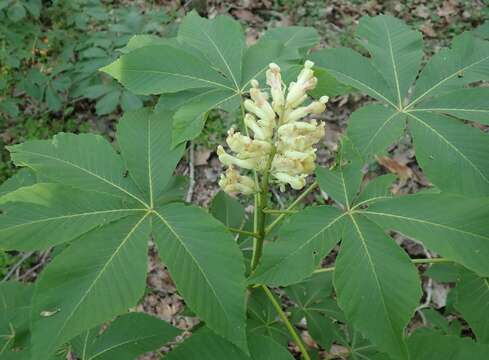 Imagem de Aesculus sylvatica W. Bartram