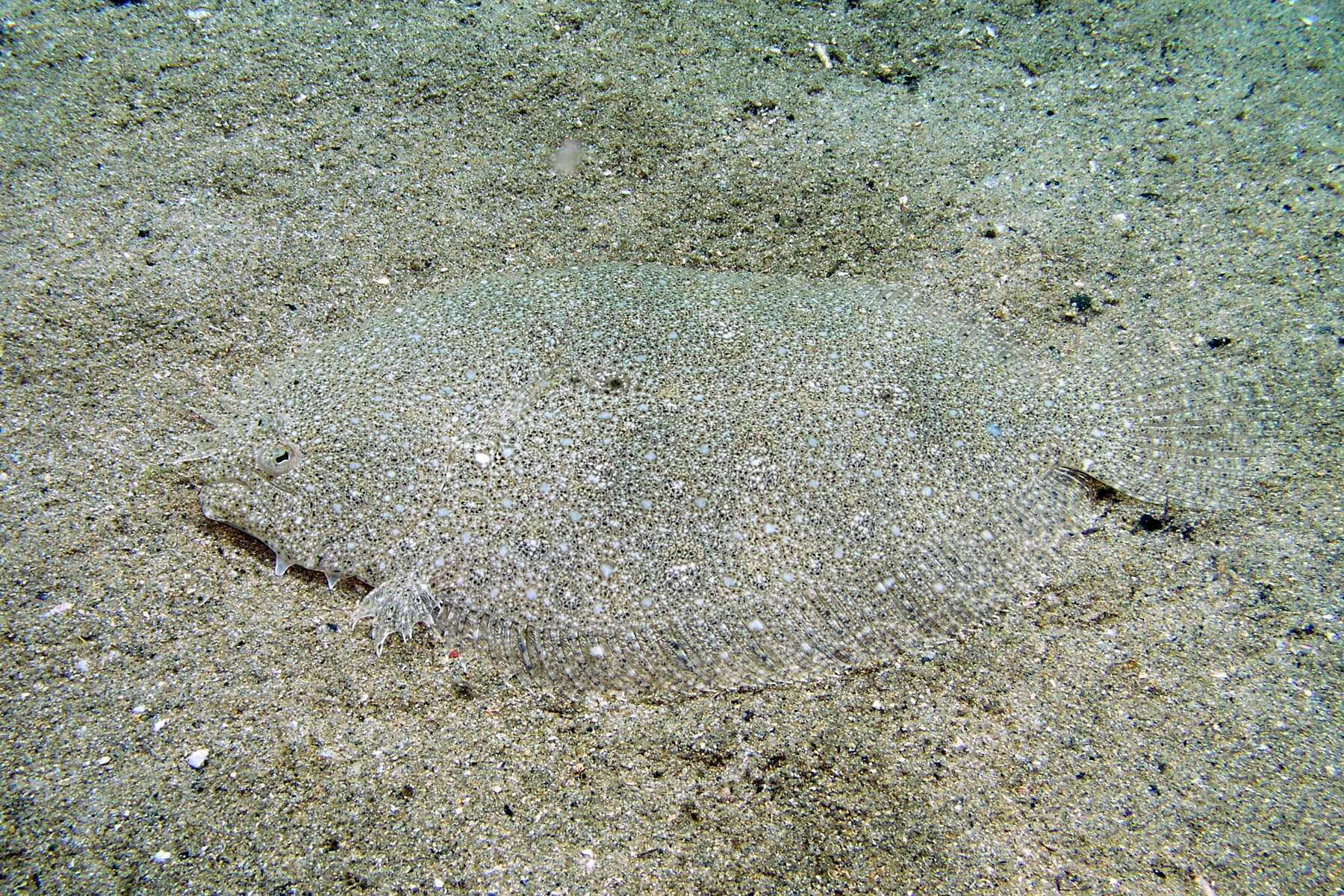 Image of False brill