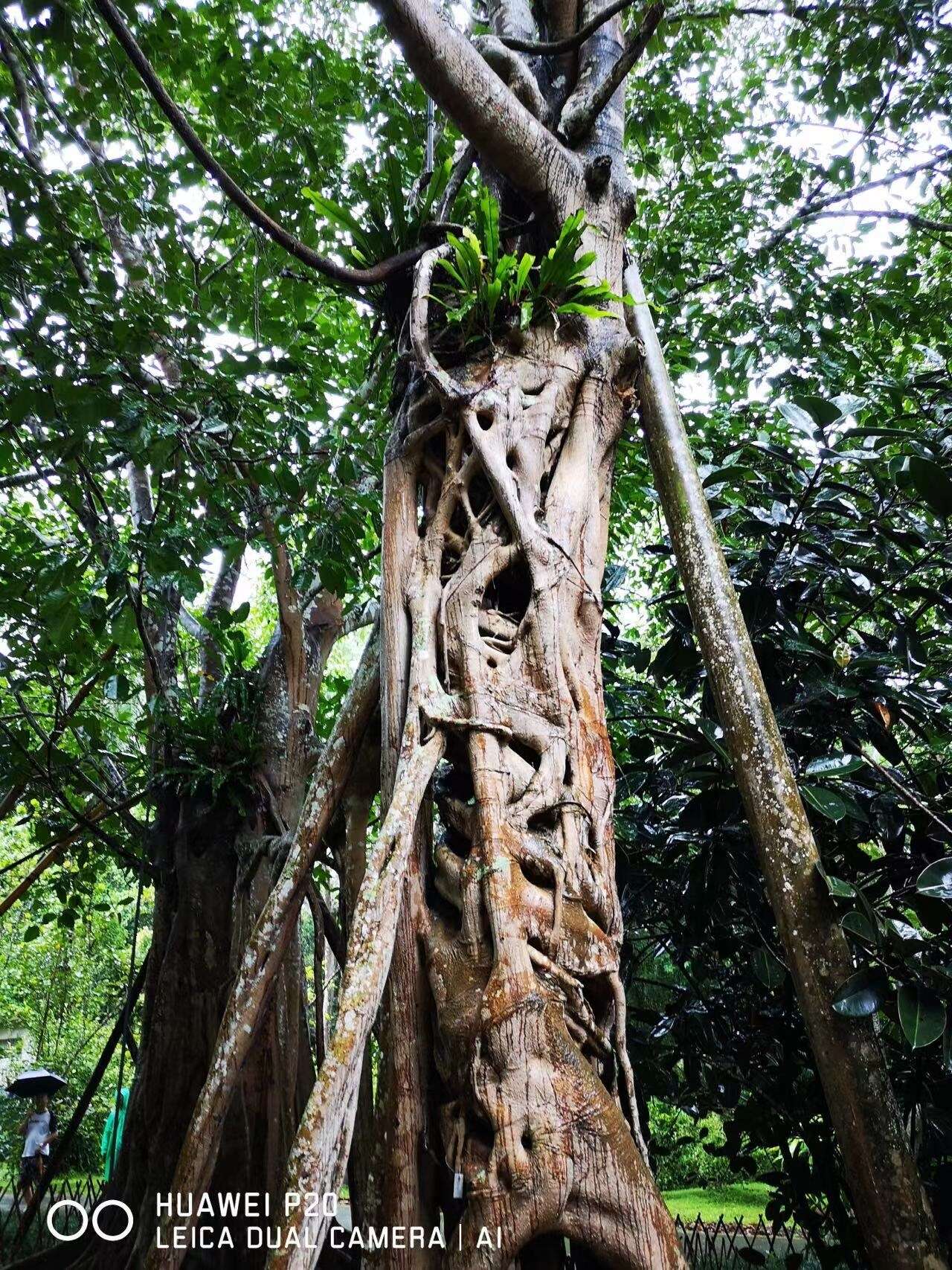 Ficus tinctoria subsp. gibbosa (Bl.) Corner resmi