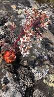 Image de Saxifraga cotyledon L.