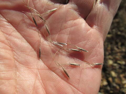 Image of needlegrass