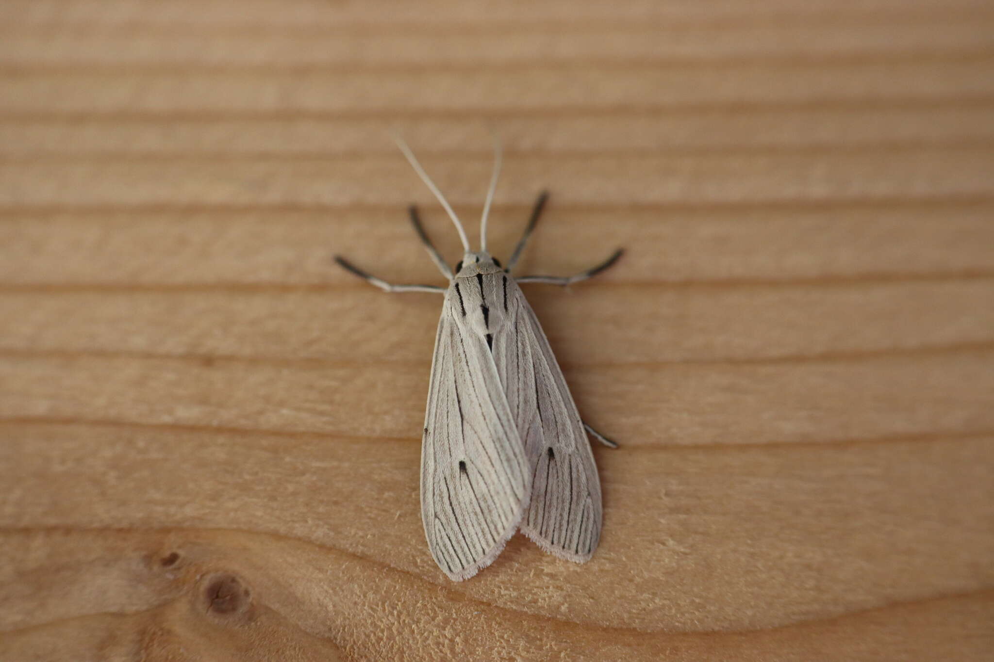 Agaraea semivitrea Rothschild 1909 resmi