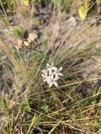 Image of Florida milkweed