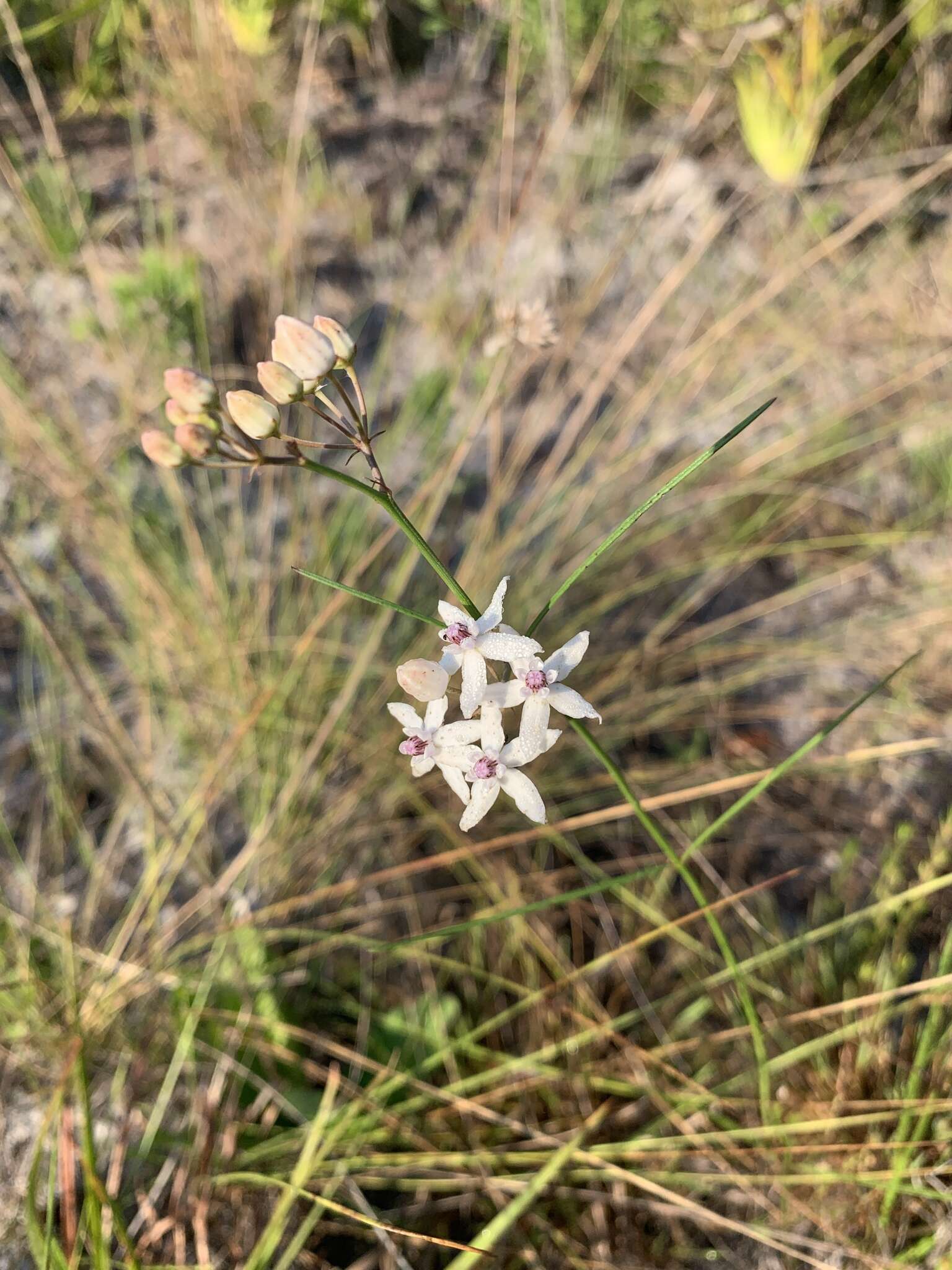 Image of Florida milkweed