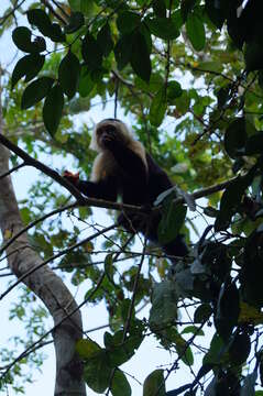 Image of Panama capuchin monkey