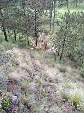 Agave debilis A. Berger resmi