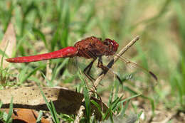 Слика од Orthemis nodiplaga Karsch 1891