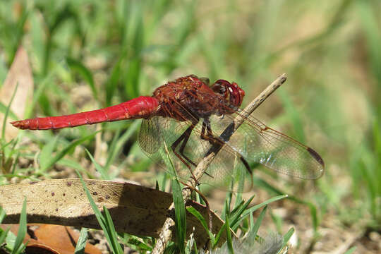 Image of Orthemis nodiplaga Karsch 1891