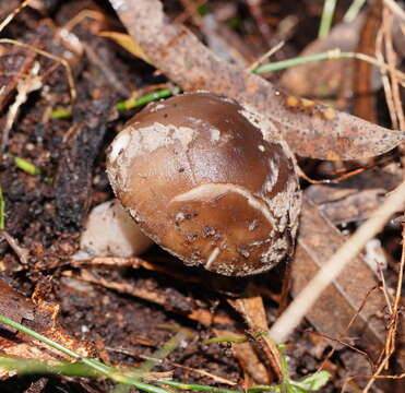 Image of Amanita grisella E.-J. Gilbert & Cleland 1941