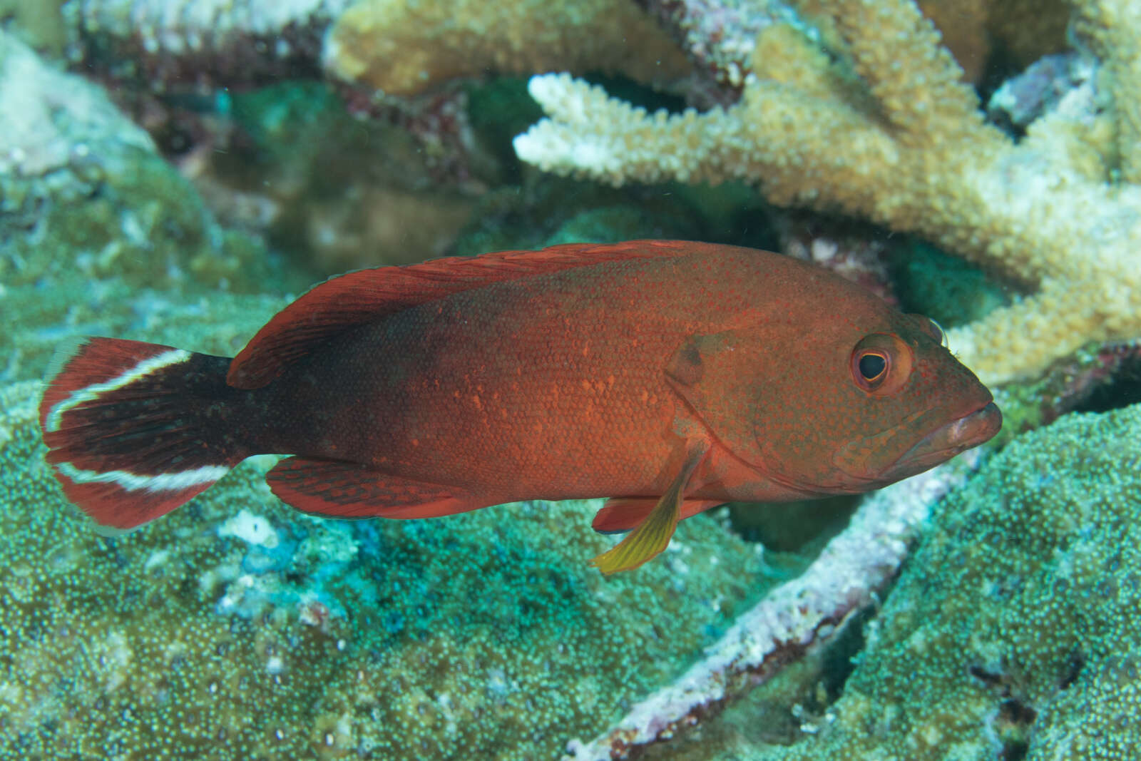 Cephalopholis urodeta (Forster 1801) resmi