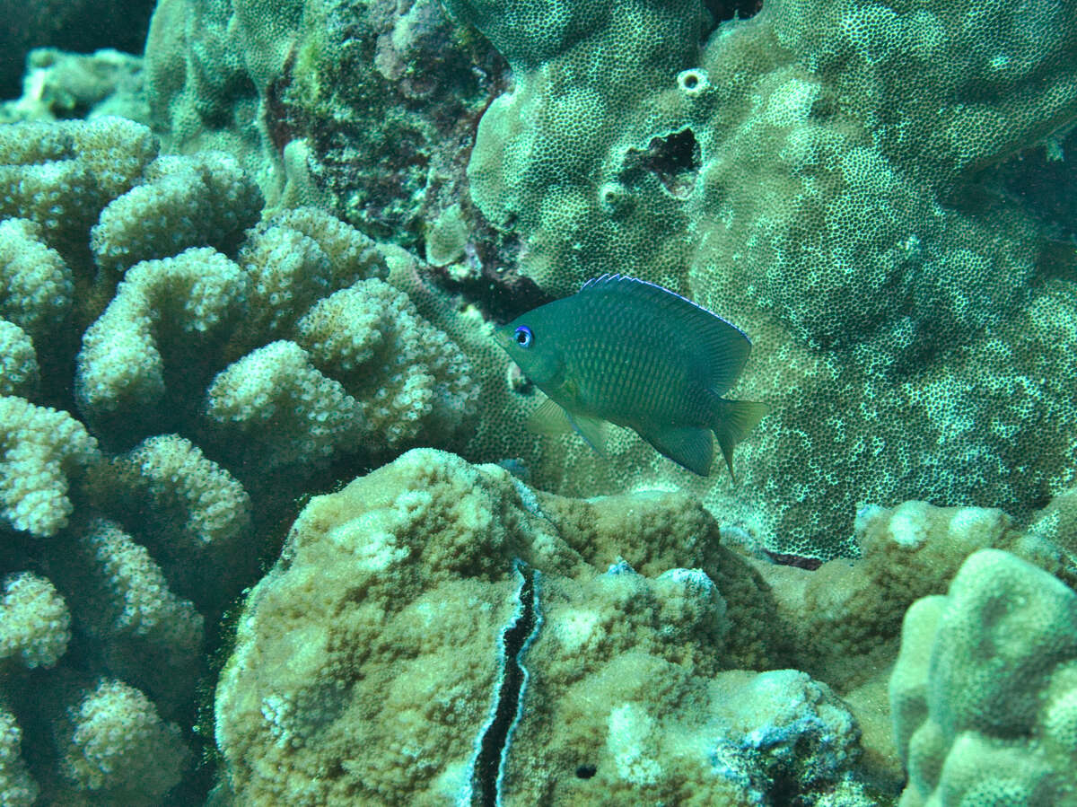 Image of Johnston Island Damsel