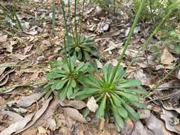 Image de Stylidium amoenum R. Br.