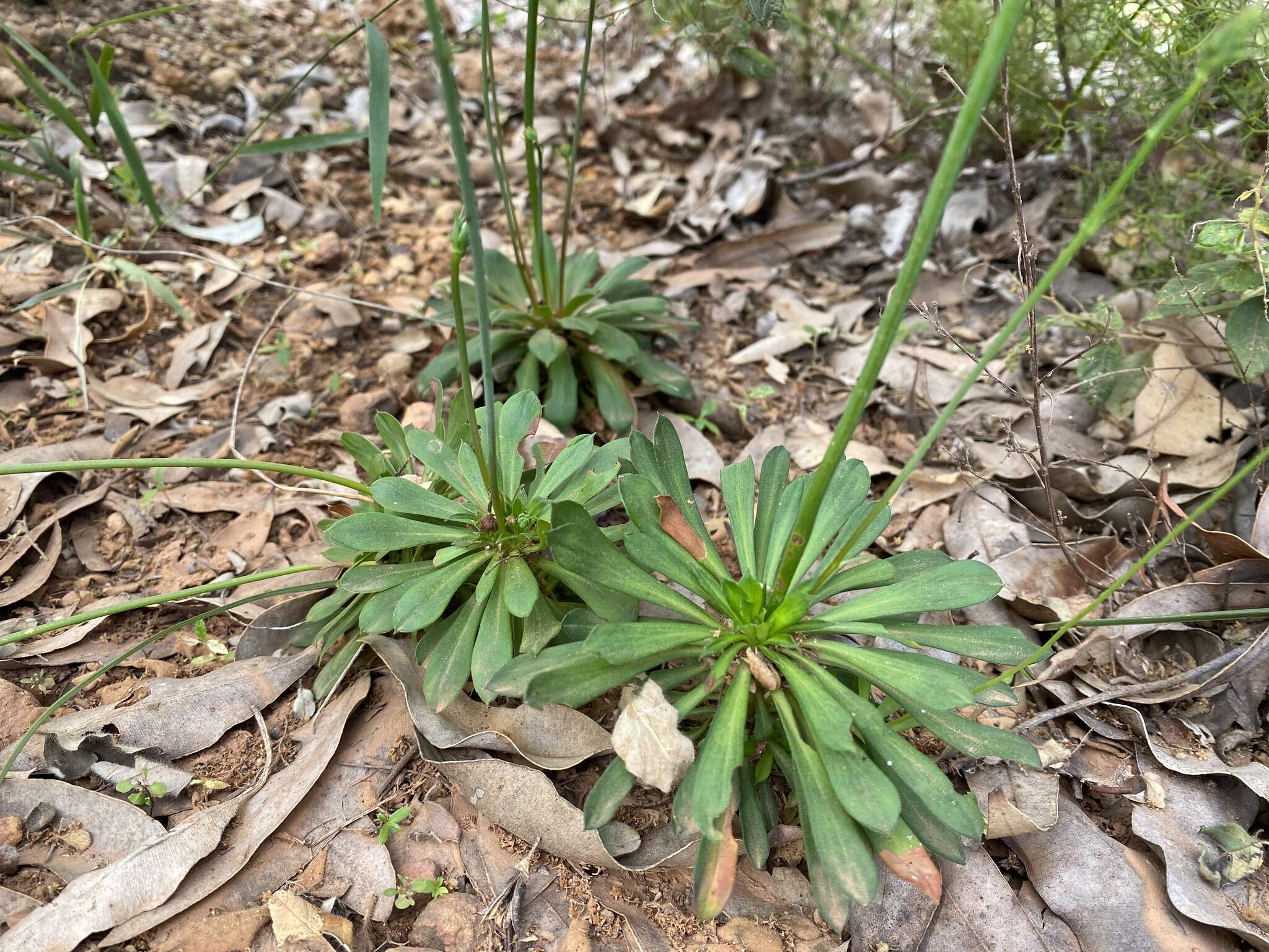 Image de Stylidium amoenum R. Br.