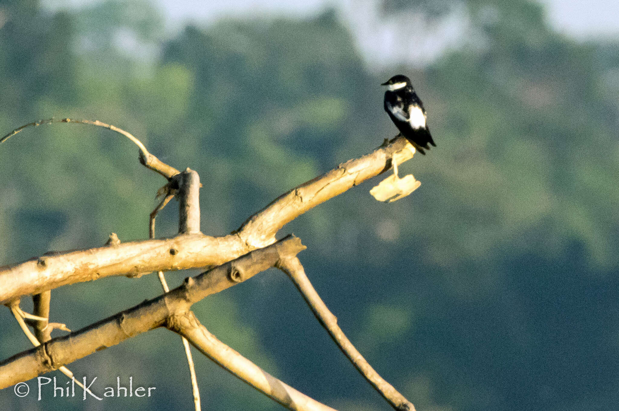 Image of White-winged Swallow