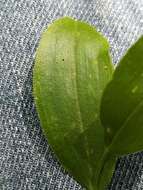 Image of mountain bellwort