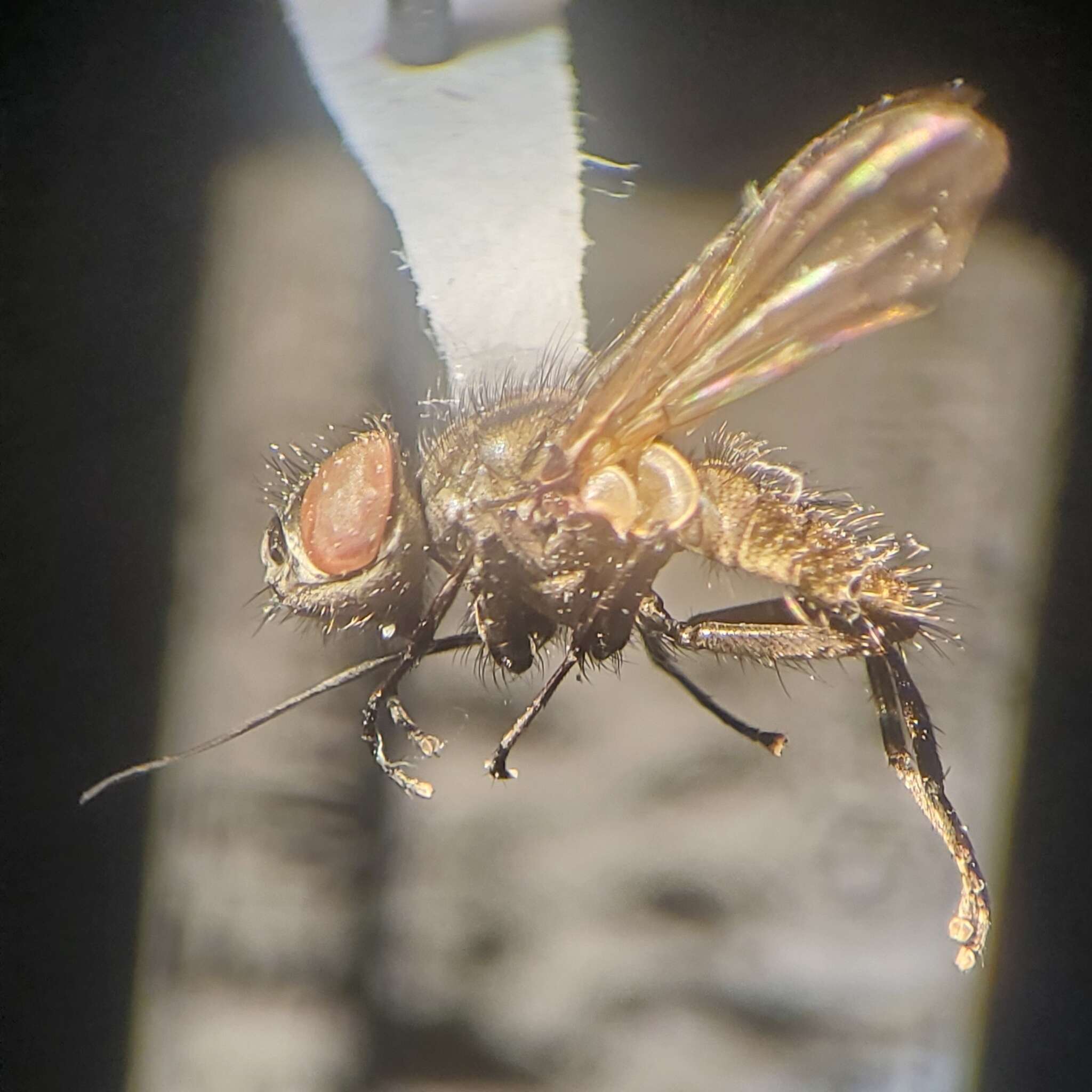 Image of Imitomyia