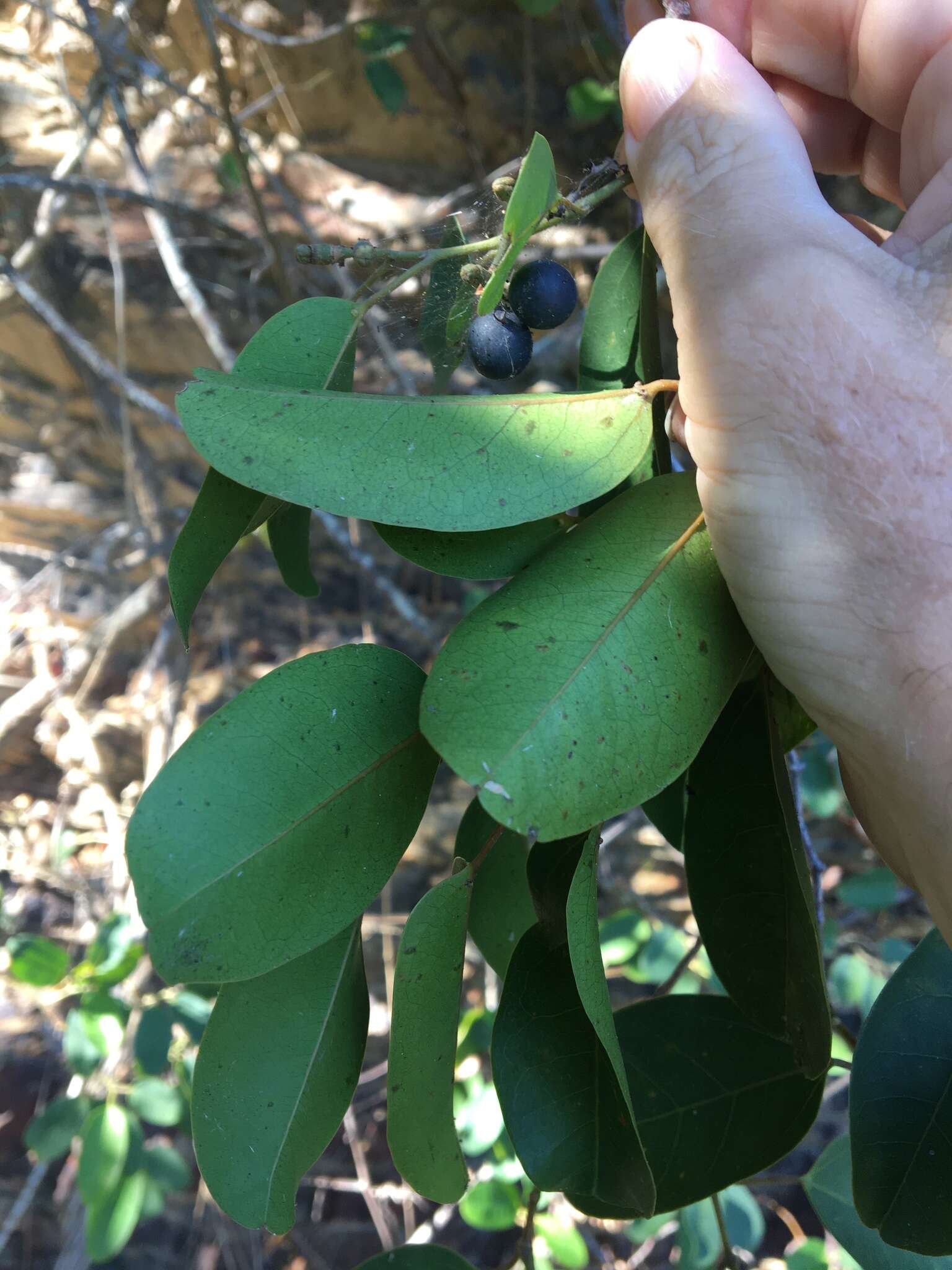 Image de Cissus oblonga (Benth.) Planchon