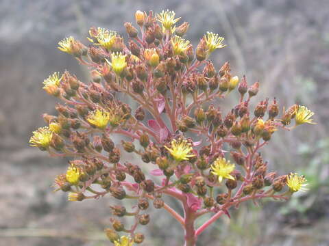 Image of Aeonium gorgoneum J. A. Schmidt