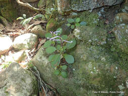 Plectranthus hilliardiae subsp. hilliardiae的圖片