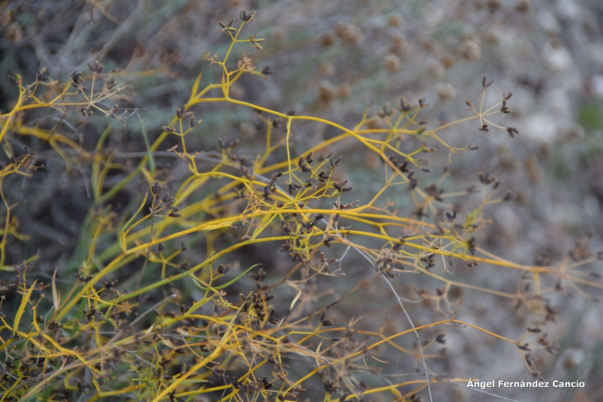 Image of Bupleurum fruticescens Loefl. ex L.