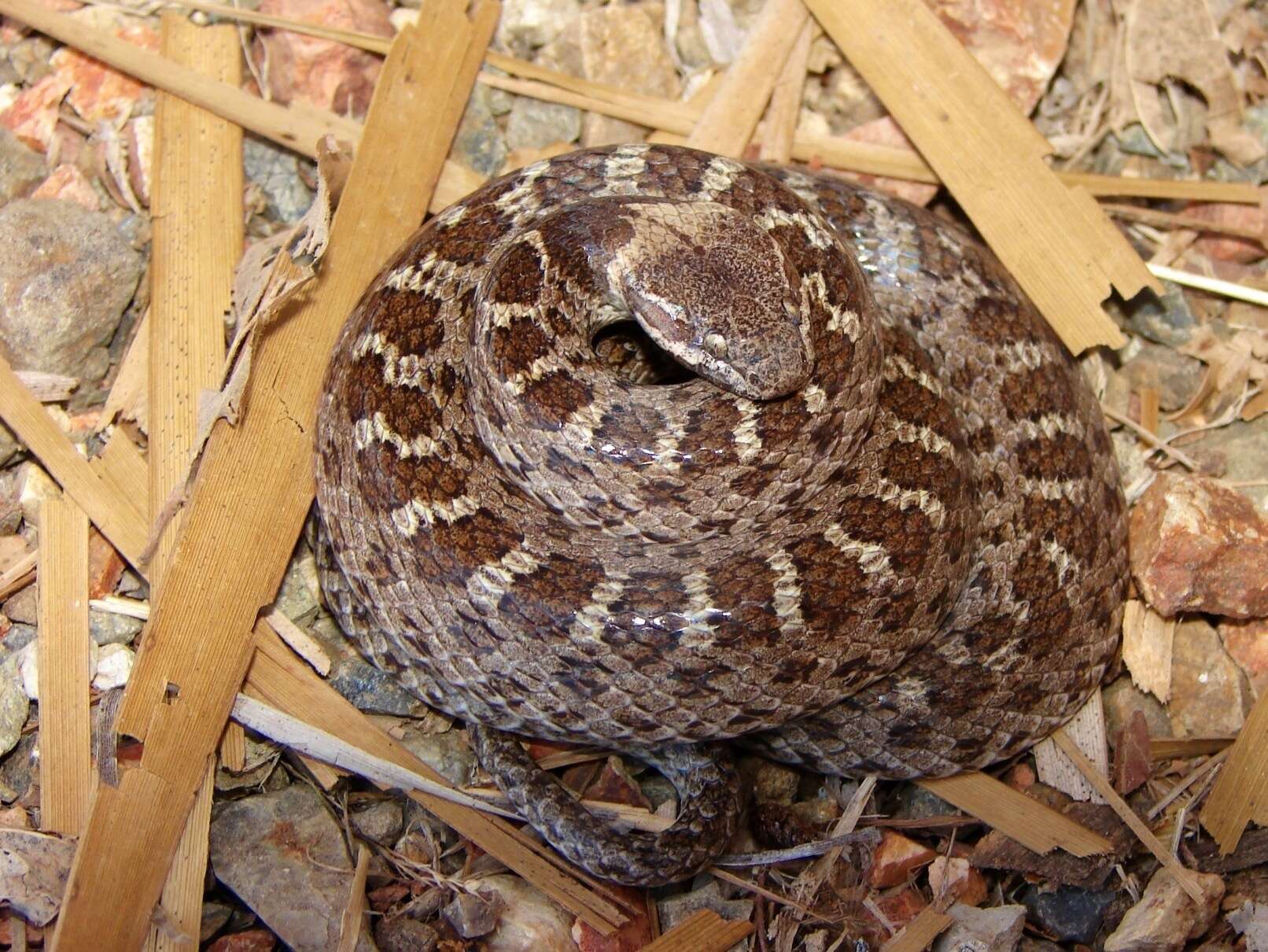 Image of Night Snake