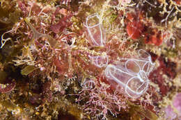 Image of Light-bulb sea squirt