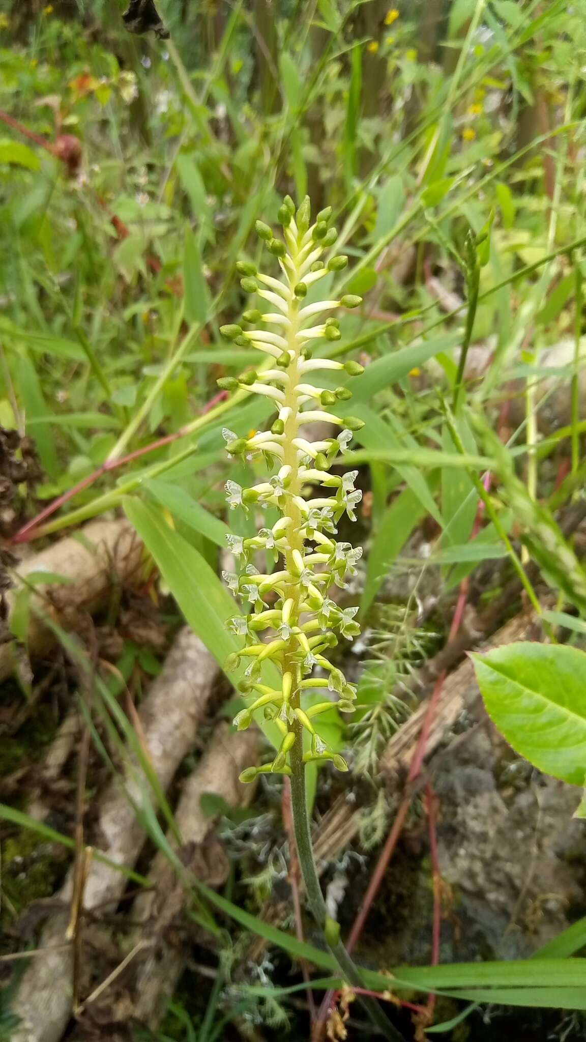 Image of Cranichis ciliata Kunth