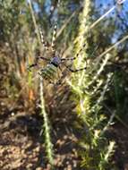 Image of Argiope australis (Walckenaer 1805)