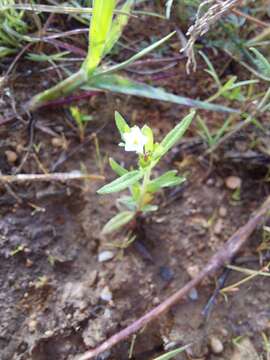 Image of Euploca strigosa (Willd.) Diane & Hilger