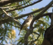 Image of Fawn-breasted Whistler