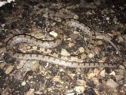 Image of Baird's Rat Snake