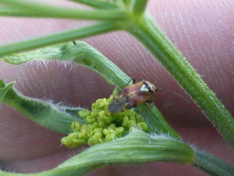 Image of alfalfa lygus