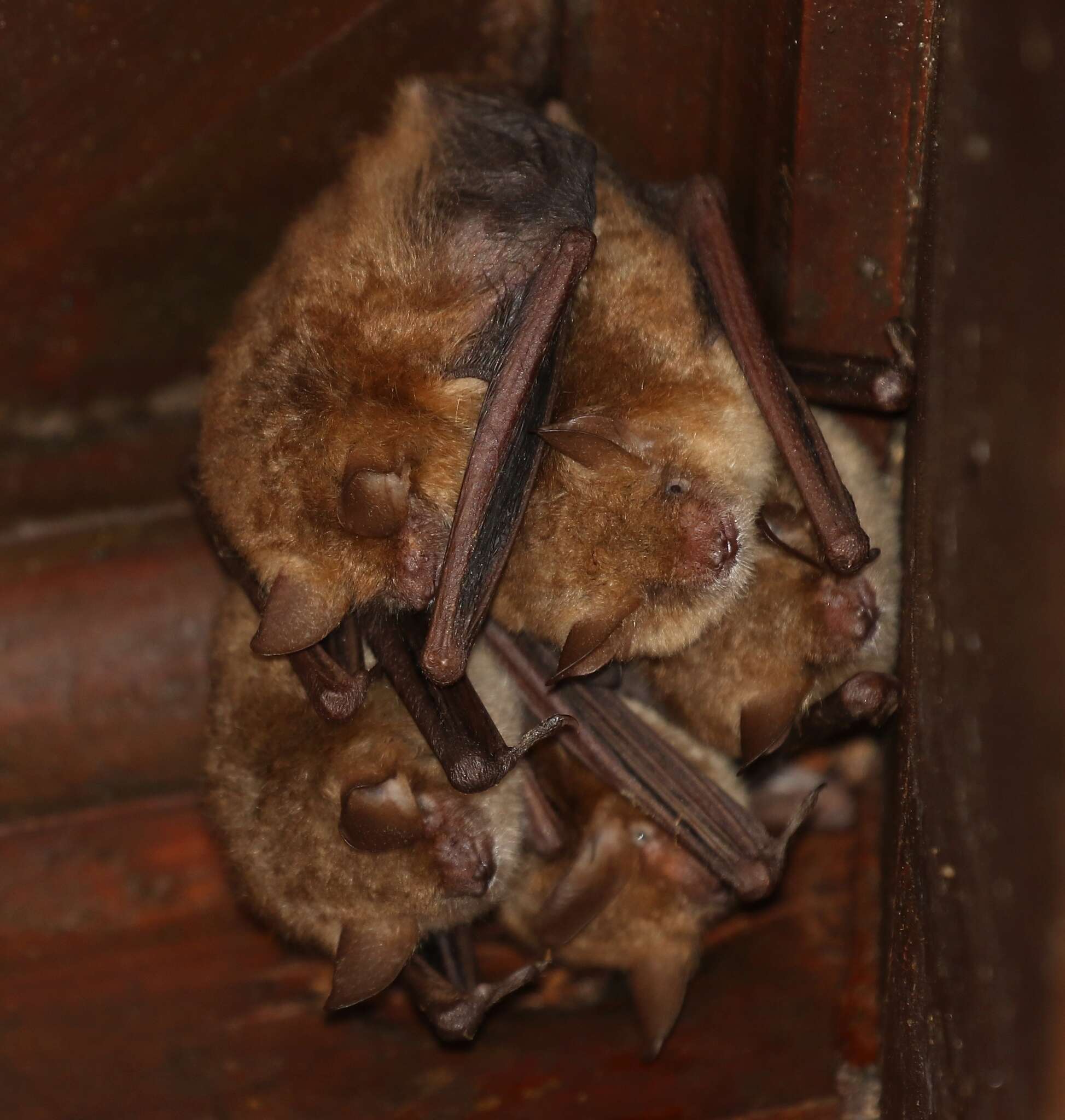 Myotis emarginatus (E. Geoffroy 1806) resmi